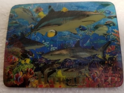 Magnet - Shark Reef 3D